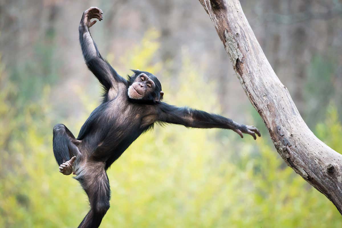 A young chimpanzee swinging from a tree