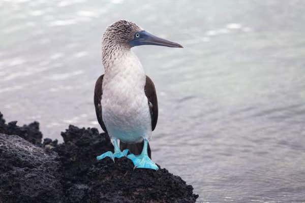 New Scientist Default Image