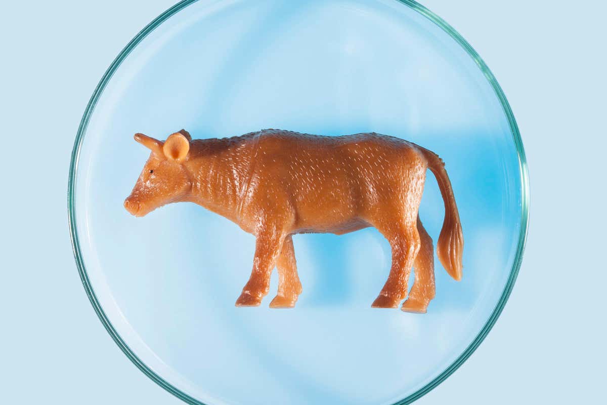 A plastic cow in a petri dish
