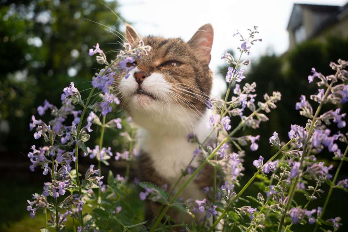 cute tabby white cat smelling blossoming catnip plant outdoors in the back yard; Shutterstock ID 2005145579; purchase_order: -; job: -; client: -; other: -