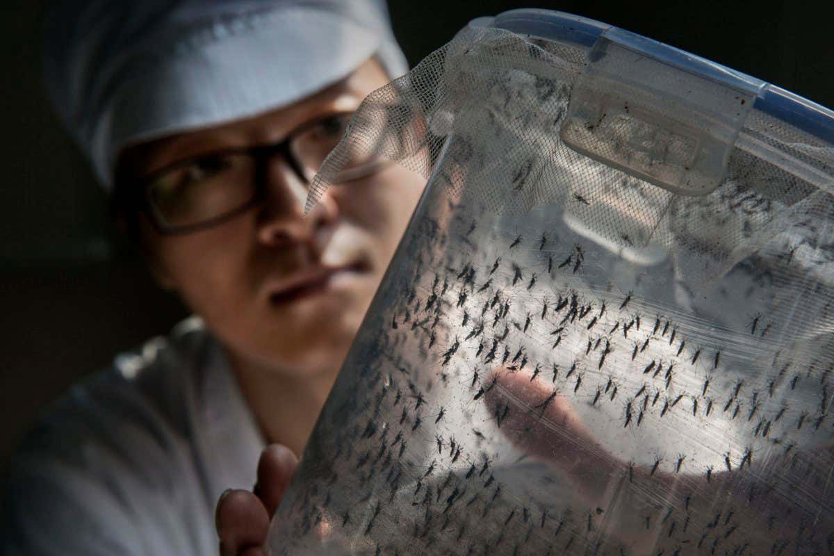 GUANGZHOU, CHINA - JUNE 20: Chinese Phd student and researcher Zhang Dongjing displays a container of sterile adult male mosquitos that are ready to be released in a lab in the Mass Production Facility at the Sun Yat-Sen University-Michigan University Joint Center of Vector Control for Tropical Disease on June 20, 2016 in Guangzhou, China. Considered the world's largest mosquito factory, the laboratory raises millions of male mosquitos for research that could prove key to the race to prevent the spread of Zika virus. The lab's mosquitos are infected with a strain of Wolbachia pipientis, a common bacterium shown to inhibit Zika and related viruses including dengue fever.??Researchers release the infected mosquitos at nearby Shazai island to mate with wild females who then inherit the Wolbachia bacterium which prevents the proper fertilization of her eggs. The results so far are hopeful:?? After a year of research and field trials on the island, the lab claims there is 99% suppression of the population of Aedes albopictus or Asia tiger mosquito, the type known to carry Zika virus. Researchers believe if their method proves successful, it could be applied on a wider scale to eradicate virus-carrying mosquitos in Zika-affected areas around the world. ??The project is an international non-profit collaboration lead by Professor Xi Zhiyong, director of the Sun Yat-Sen University-Michigan University Joint Center of Vector Control for Tropical Disease with support from various levels of Chinas government and other organizations.?? (Photo by Kevin Frayer/Getty Images)