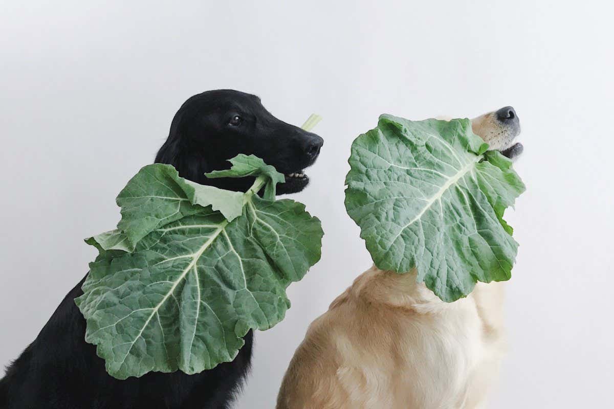 Dogs holding green vegetables in their mouths