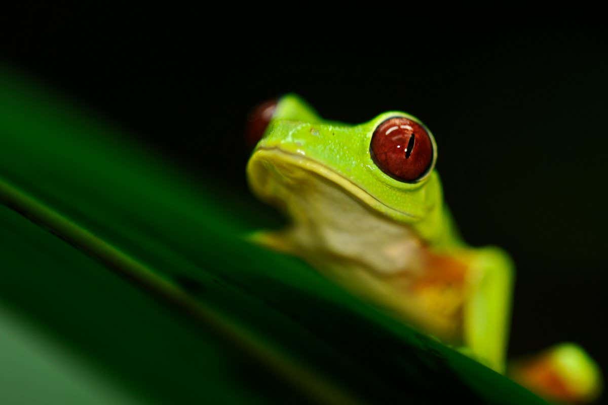A fungal disease affecting some amphibians may have caused malaria to surge in Costa Rica and Panama