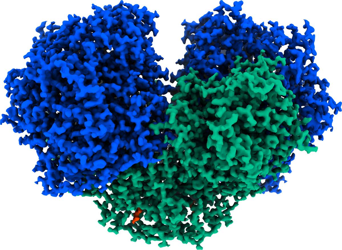 A reconstruction of the Huc enzyme