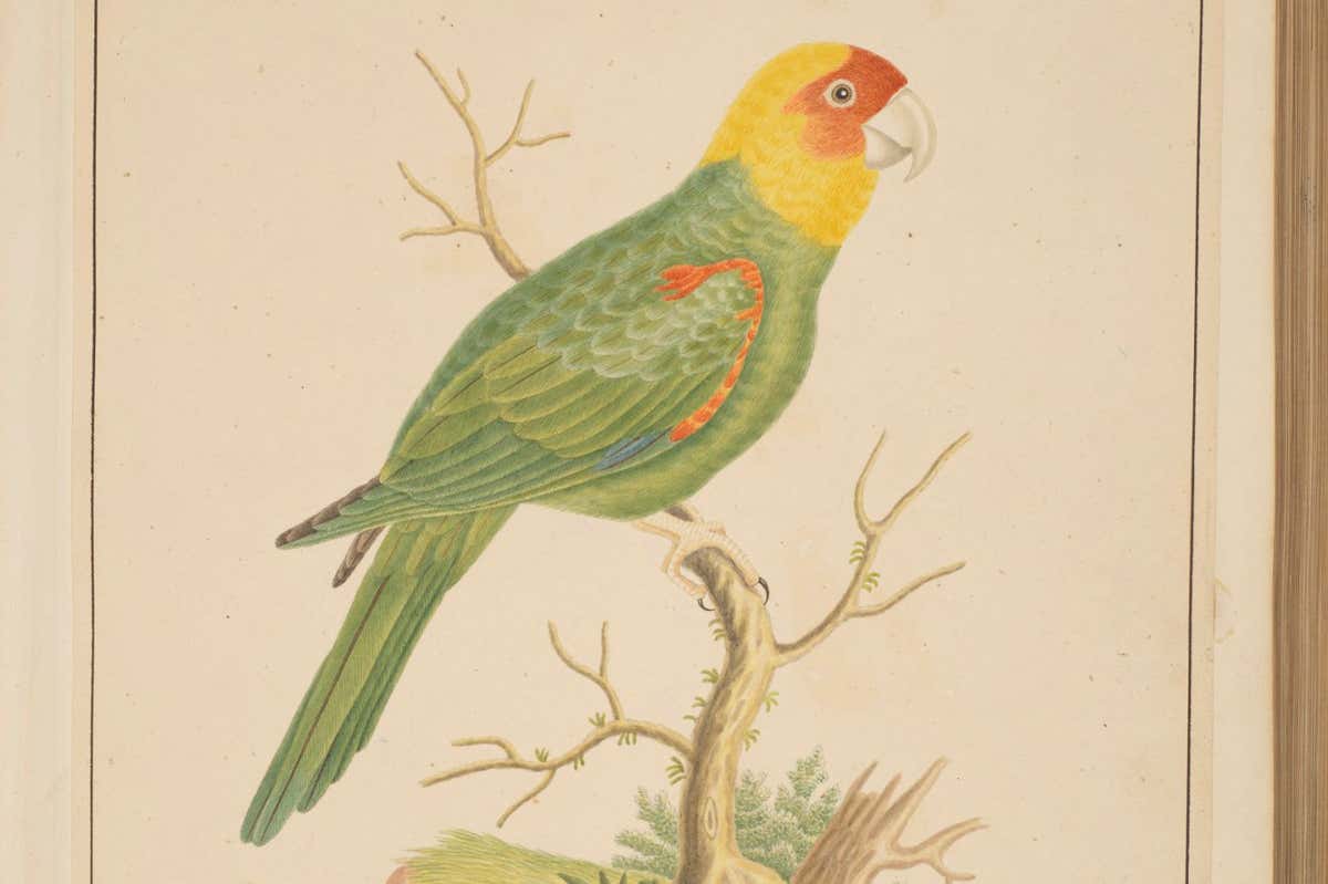 Birds of Georgia, John Abbot, United States, 1804. (Egerton Ms 1137, f. 28