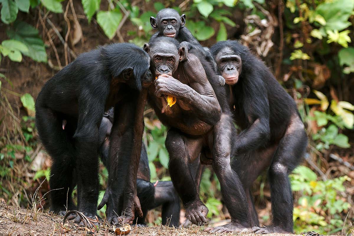 Portrait of family of a Chimpanzee bonobo ( Pan paniscus). Democratic Republic of Congo. Africa