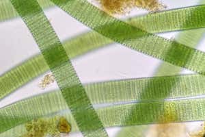 Oscillatoria sp., a fiber like cyanobacteria. Giant species. 400x magnification + camera zoom. ; Shutterstock ID 2174214449; purchase_order: -; job: -; client: -; other: -