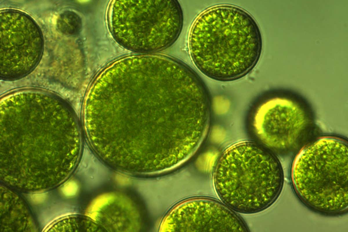 Unicellular green algae with large cells.; Shutterstock ID 1042159933; purchase_order: -; job: -; client: -; other: -