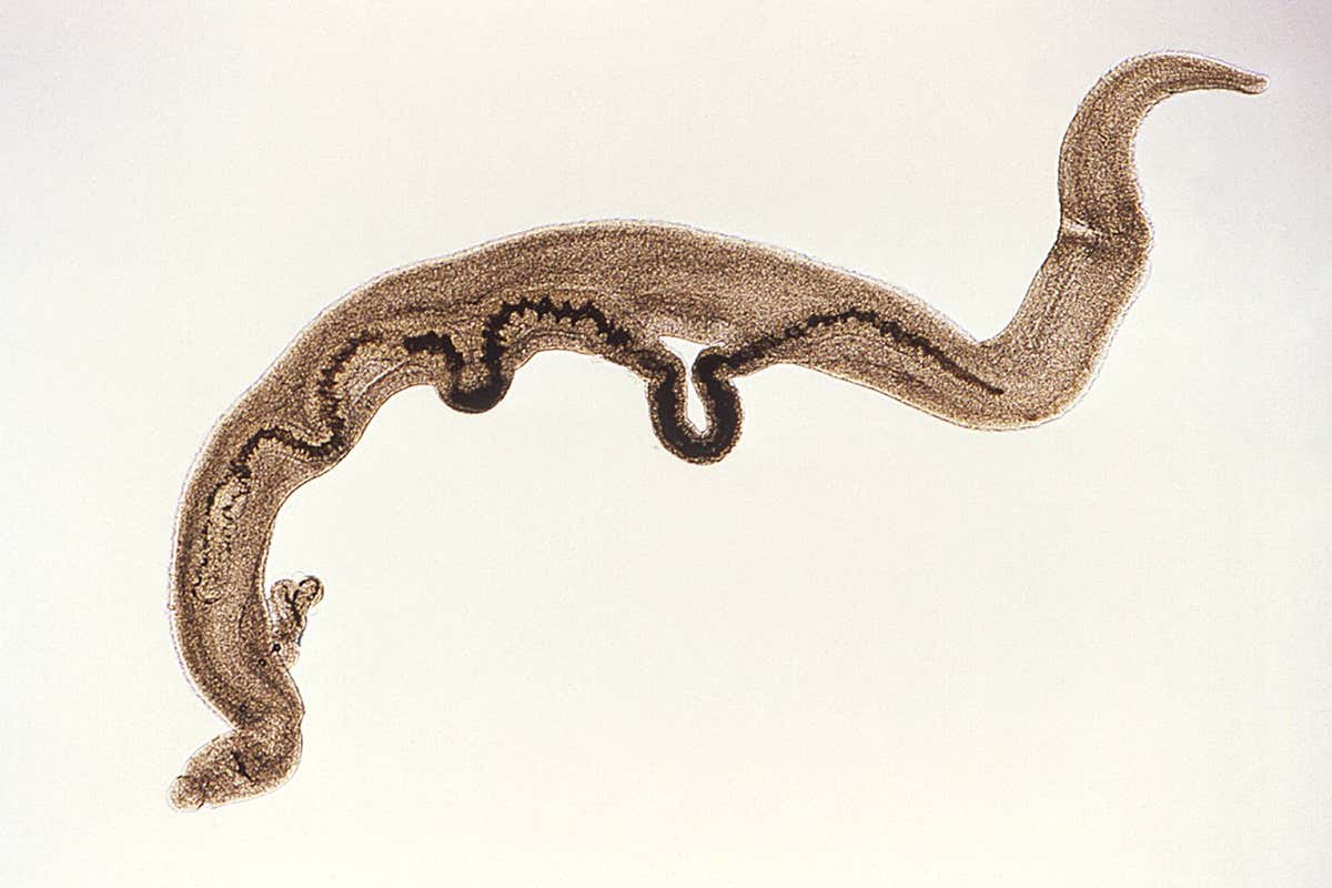 A pair of the parasitic water-borne worms Schistosoma mansoni
